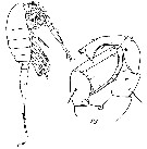 Espèce Eurytemora velox - Planche 5 de figures morphologiques
