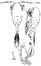 Species Stephos arcticus - Plate 3 of morphological figures