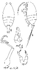Species Stephos antarcticus - Plate 3 of morphological figures