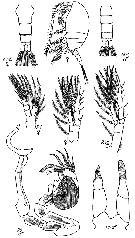 Species Stephos fultoni - Plate 3 of morphological figures