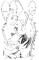 Espèce Stephos kurilensis - Planche 4 de figures morphologiques