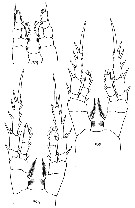 Species Stephos kurilensis - Plate 6 of morphological figures