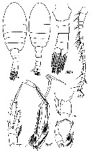 Species Stephos longipes - Plate 7 of morphological figures