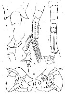 Species Eurytemora anadyrensis - Plate 1 of morphological figures