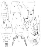 Espèce Onchocalanus paratrigoniceps - Planche 1 de figures morphologiques