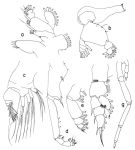 Species Onchocalanus paratrigoniceps - Plate 3 of morphological figures