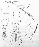 Species Acartia (Acartiura) longiremis - Plate 17 of morphological figures