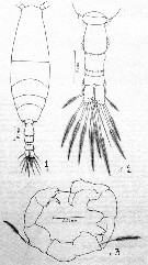 Species Acartia (Acartiura) longiremis - Plate 18 of morphological figures