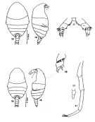 Species Xanthocalanus dilatus - Plate 1 of morphological figures
