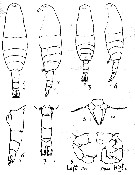 Espèce Acartia (Acartiura) hudsonica - Planche 19 de figures morphologiques