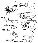 Species Pseudocalanus minutus - Plate 13 of morphological figures