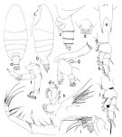 Espèce Onchocalanus magnus - Planche 1 de figures morphologiques
