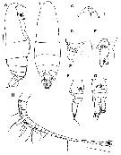 Species Ryocalanus infelix - Plate 3 of morphological figures