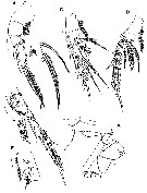 Species Ryocalanus infelix - Plate 5 of morphological figures