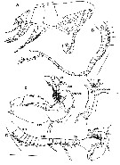 Espèce Ryocalanus infelix - Planche 7 de figures morphologiques
