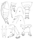 Espèce Onchocalanus magnus - Planche 3 de figures morphologiques