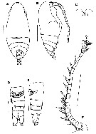 Species Yrocalanus kurilensis - Plate 1 of morphological figures