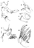 Espèce Yrocalanus kurilensis - Planche 2 de figures morphologiques
