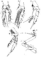 Species Yrocalanus kurilensis - Plate 3 of morphological figures