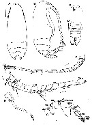 Species Yrocalanus kurilensis - Plate 5 of morphological figures