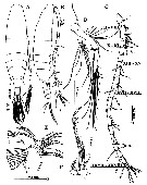 Espèce Acartia (Odontacartia) edentata - Planche 3 de figures morphologiques