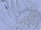 Espèce Ryocalanus bowmani - Planche 4 de figures morphologiques
