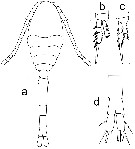 Espèce Oithona attenuata - Planche 21 de figures morphologiques
