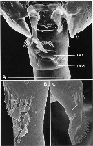 Species Stephos marsalensis - Plate 3 of morphological figures