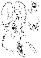 Espèce Scolecitrichopsis ctenopus - Planche 11 de figures morphologiques
