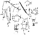 Espèce Acartia (Acartia) danae - Planche 17 de figures morphologiques