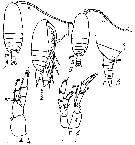 Species Canthocalanus pauper - Plate 19 of morphological figures