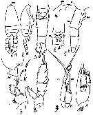 Espèce Euchaeta indica - Planche 18 de figures morphologiques