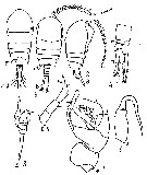 Espèce Temora discaudata - Planche 22 de figures morphologiques