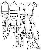 Espèce Lucicutia flavicornis - Planche 37 de figures morphologiques