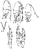 Species Nannocalanus minor - Plate 37 of morphological figures