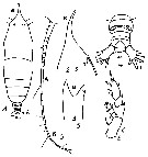Espèce Haloptilus oxycephalus - Planche 20 de figures morphologiques