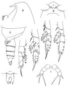 Espèce Lophothrix humilifrons - Planche 1 de figures morphologiques