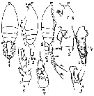 Species Euchaeta marina - Plate 48 of morphological figures