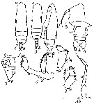 Species Subeucalanus subtenuis - Plate 24 of morphological figures