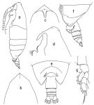 Espèce Landrumius gigas - Planche 1 de figures morphologiques