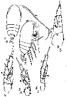 Espèce Acrocalanus gracilis - Planche 16 de figures morphologiques