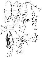 Species Undinula vulgaris - Plate 42 of morphological figures