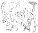 Espèce Scolecithricella globulosa - Planche 2 de figures morphologiques