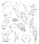 Espèce Pseudoamallothrix obtusifrons - Planche 1 de figures morphologiques