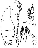 Espèce Lophothrix latipes - Planche 13 de figures morphologiques