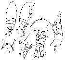 Species Aetideus acutus - Plate 24 of morphological figures