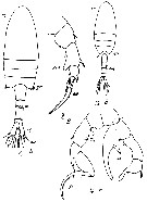 Species Pseudodiaptomus japonicus - Plate 20 of morphological figures