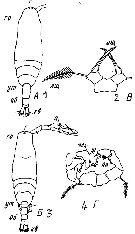 Species Acartia (Acartiura) clausi - Plate 54 of morphological figures
