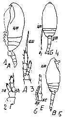 Species Microcalanus pygmaeus - Plate 14 of morphological figures