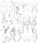 Espèce Pseudoamallothrix emarginata - Planche 3 de figures morphologiques